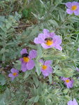 DSC00049.JPG