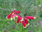 DSC00058.JPG