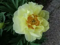 DSC00065.webp