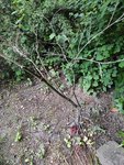 IMG_20220526_165329.jpg