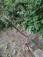 IMG_20220526_165329.webp