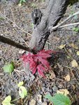 IMG_20220526_165312.jpg
