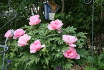 Strauchpäonie0822.JPG