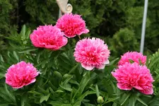 Pfingstrosen  0120.webp