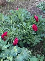 IMG_0800(1).webp IMG_0800(1).webp