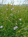 IMG_20220526_163337.jpg