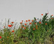 IMG_20220526_160434.webp