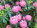 IMG_20220526_124949_3.jpg