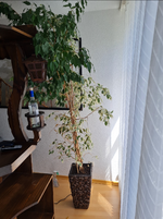 Screenshot_20220527-141910_Gallery.webp