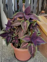 IMG_20220527_191140.webp