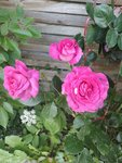 IMG_20220527_184138.jpg