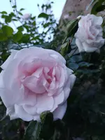 IMG_20220526_210656.webp