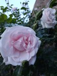 IMG_20220526_210656.jpg