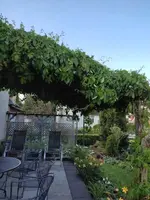 Pergola.webp Pergola.webp