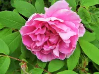 DSCF2952 (2).webp