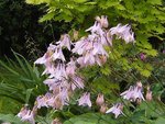 DSCF2939 (2).JPG