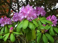 DSCF2940 (2).webp