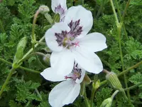 DSCF2950 (2).webp