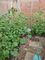 Tomaten 28.5.22.webp