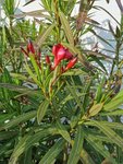 IMG_20220528_184047.jpg