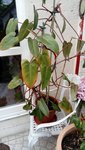 DSC_0132.JPG