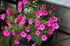 Mai   2922.webp