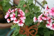 Mai   3022.webp