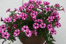 Mai   3122.webp