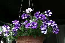 Mai   3222.webp