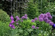 Mai   3322.webp