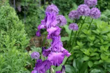 Mai   3422.webp