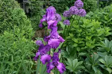 Mai   3522.webp