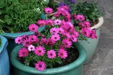Mai   3622.webp