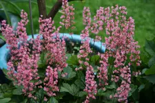 Mai   3722.webp