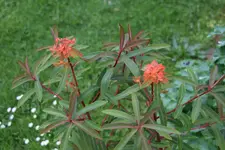 Mai   3822.webp