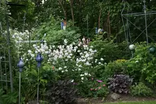 Mai   4022.webp