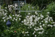 Mai   4222.webp