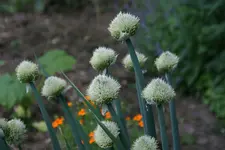 Mai   4322.webp