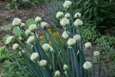 Mai   4422.webp