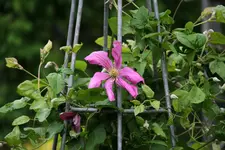 Mai   4522.webp