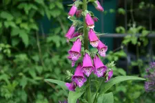 Mai   4622.webp