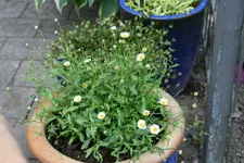 Mai   4822.webp