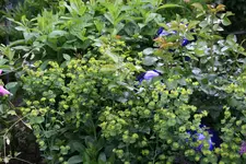 Mai   5022.webp