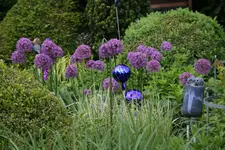 Mai   5122.webp