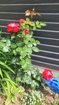 20220529_153114.jpg