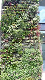 Blumenwand2.webp