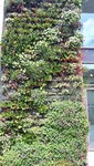 Blumenwand2.jpg