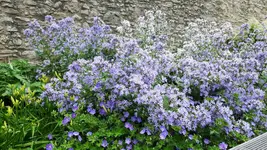 Ingelheim_Schloßhof-03.webp