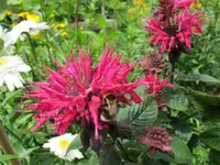 Hummel auf Indianernessel  op.webp