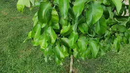 2022-05 Birnenbaum Braune Flecken 01.webp